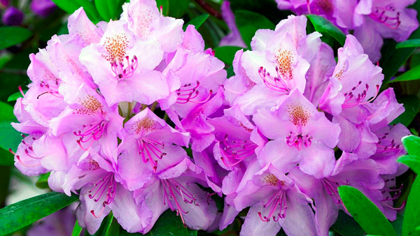 rhododendron-16bij9